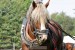 Setkání koňských sil pod Homolí 2016 ( Lhoty u Potštejna )